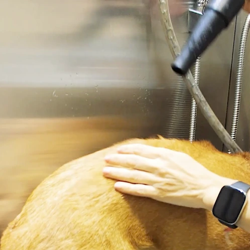 LAVEDOG - baño autoservicio para perros