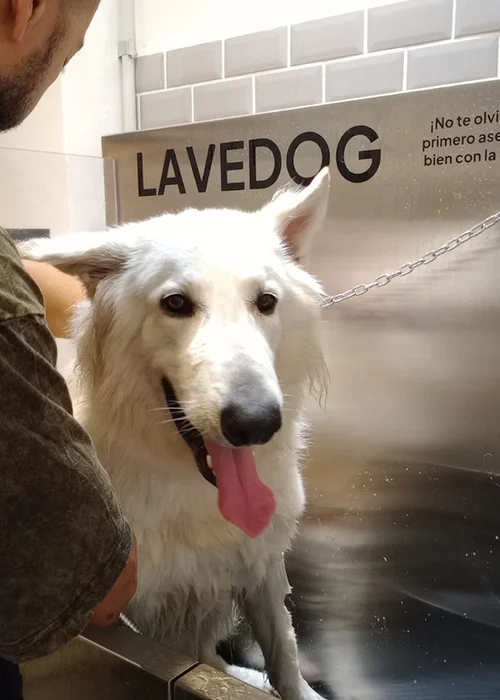 Lavedog Pics 16