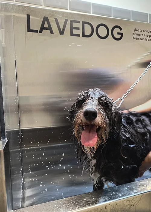 Lavedog Pics 17
