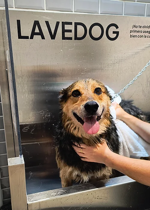 Lavedog Pics 19