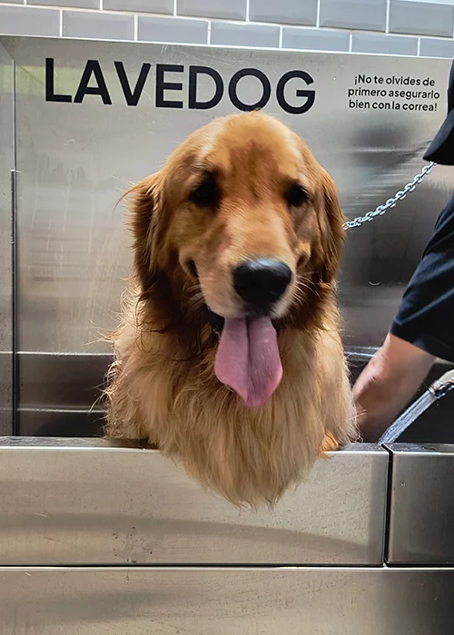 Lavedog Pics 20