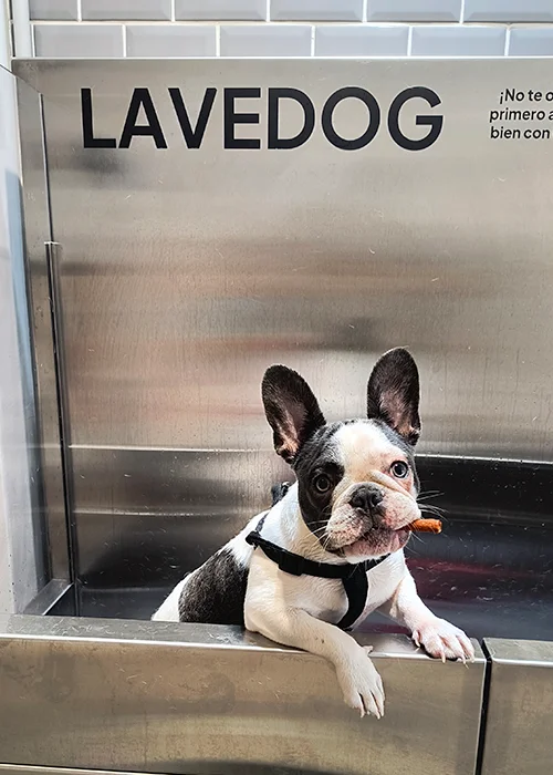 Lavedog Pics 26