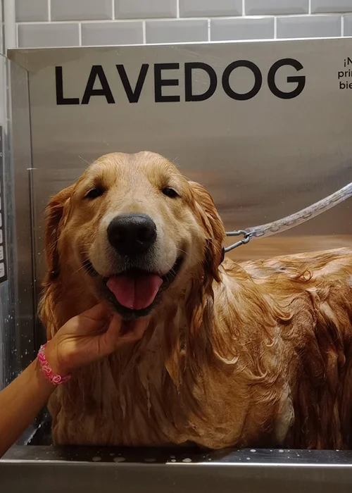 Lavedog Pics 6