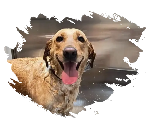 LAVEDOG - baño autoservicio para perros